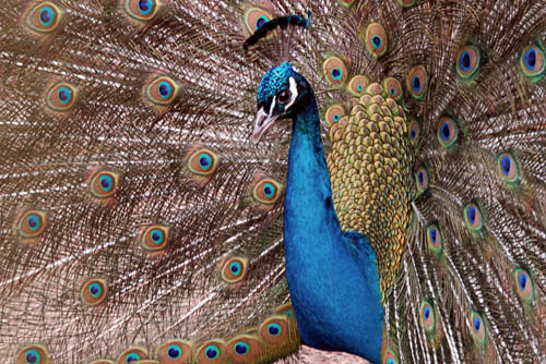 05_pfau_ostern_2008_1