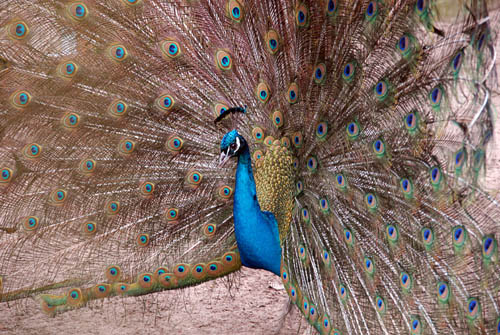 05_pfau_ostern_2008_2