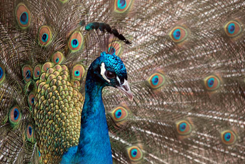 05_pfau_ostern_2008_3