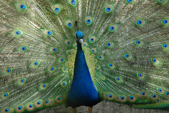 sgv_vatertag_2009_54